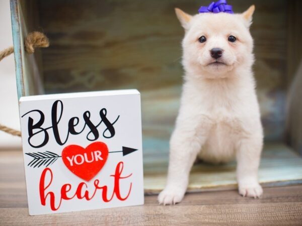 Shiba Inu-DOG-Female-Cream-13463-Petland Wichita, Kansas