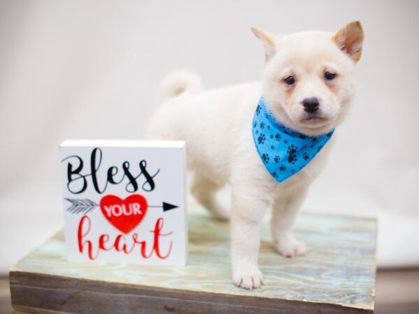 Shiba Inu DOG Male Cream 13462 Petland Wichita, Kansas