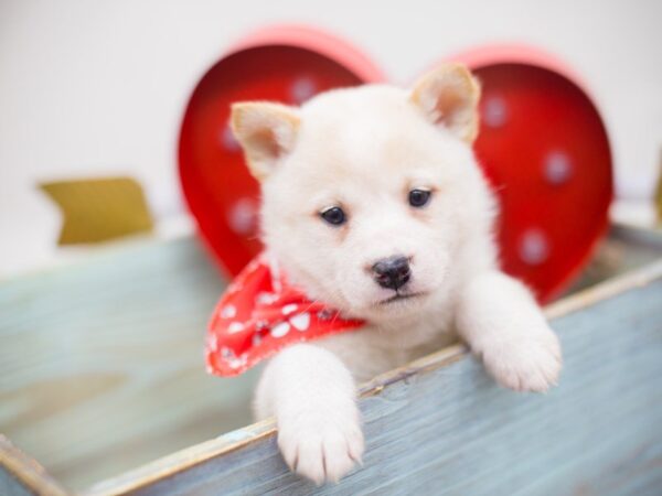 Shiba Inu DOG Male Cream 13461 Petland Wichita, Kansas