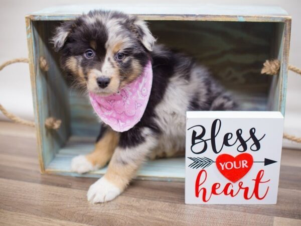 Australian Shepherd (Standard)-DOG-Female-BLUE MERLE-13438-Petland Wichita, Kansas