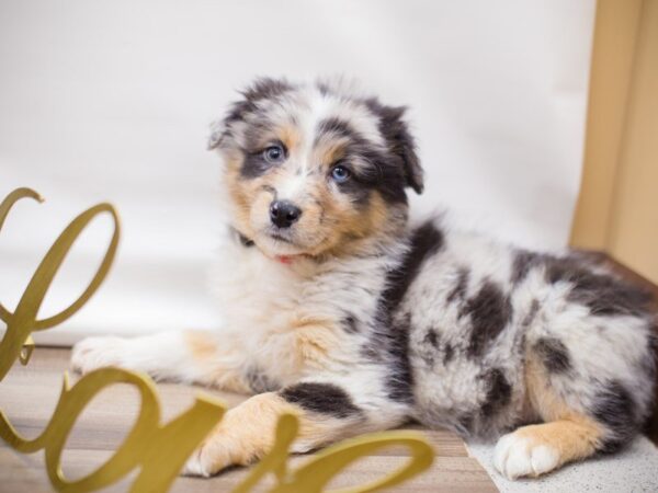 Australian Shepherd (Standard)-DOG-Female-BLUE MERLE-13437-Petland Wichita, Kansas