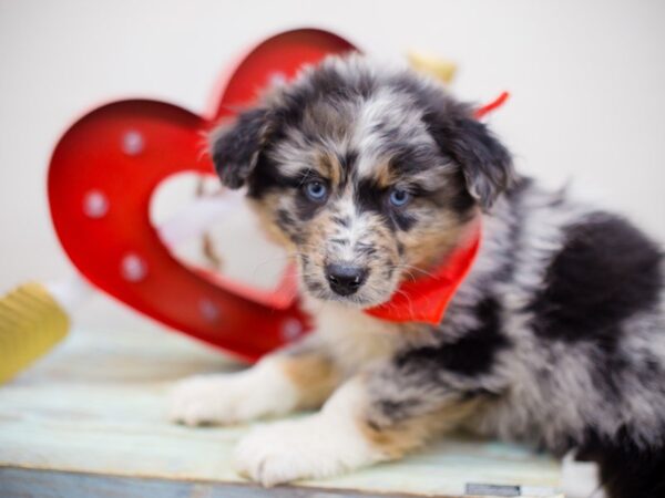 Australian Shepherd (Standard) DOG Male BLUE MERLE 13436 Petland Wichita, Kansas