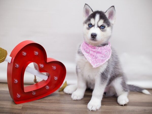 Siberian Husky DOG Female BLACK AND WHITE 13435 Petland Wichita, Kansas