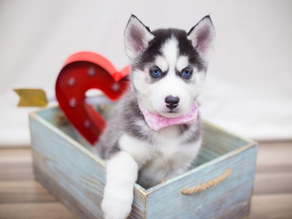 Siberian Husky-DOG-Female-BLACK AND WHITE-13434-Petland Wichita, Kansas