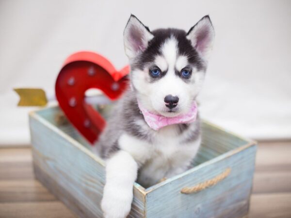 Siberian Husky DOG Female BLACK AND WHITE 13434 Petland Wichita, Kansas