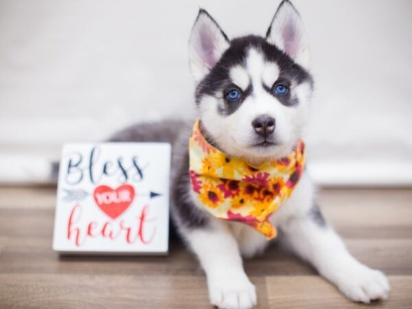 Siberian Husky DOG Female BLACK AND WHITE 13433 Petland Wichita, Kansas