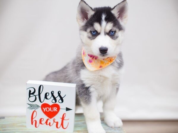 Siberian Husky-DOG-Female-BLACK AND WHITE-13432-Petland Wichita, Kansas