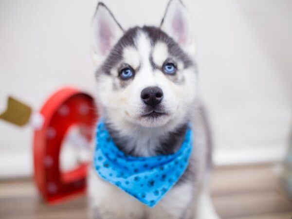 Siberian Husky DOG Male BLACK AND WHITE 13430 Petland Wichita, Kansas