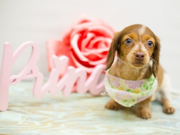 Miniature Dachshund DOG Female RED & WHITE PIEBALD 13498 Petland Wichita, Kansas