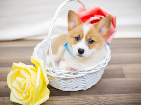 Pembroke Welsh Corgi-DOG-Male--13496-Petland Wichita, Kansas