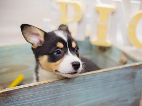 Pembroke Welsh Corgi DOG Male 13497 Petland Wichita, Kansas