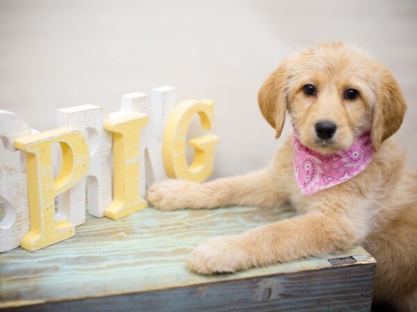 Labradoodle DOG Female Yellow 13493 Petland Wichita, Kansas