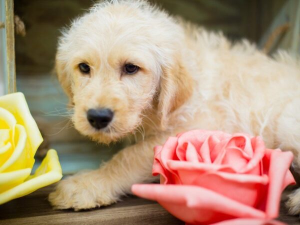 Labradoodle-DOG-Male-Yellow-13492-Petland Wichita, Kansas