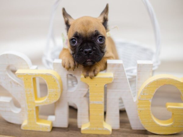 French Bulldog-DOG-Female-Fawn-13491-Petland Wichita, Kansas