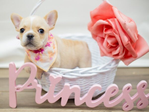 French Bulldog DOG Female cream 13490 Petland Wichita, Kansas