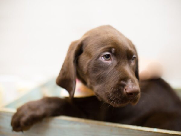 English Labrador Retriever DOG Female Chocolate 13489 Petland Wichita, Kansas