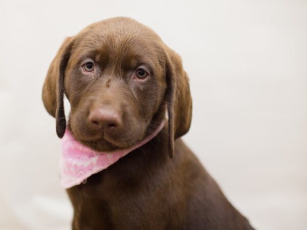 English Labrador Retriever-DOG-Female-Chocolate-13488-Petland Wichita, Kansas