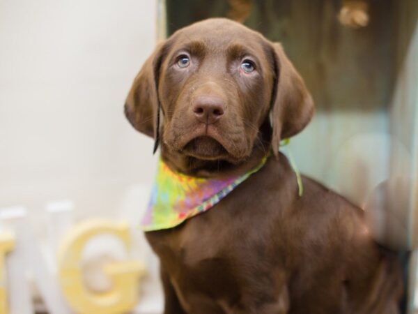 English Labrador Retriever DOG Male Chocolate 13487 Petland Wichita, Kansas