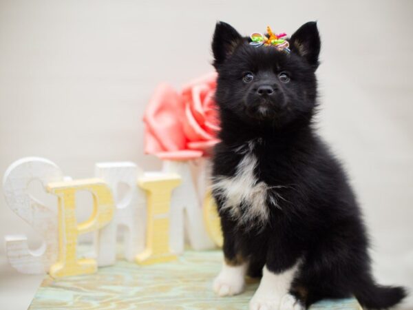 Pomsky DOG Female Black w/ white markings 13486 Petland Wichita, Kansas