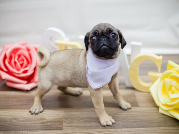 Pug DOG Female Fawn 13469 Petland Wichita, Kansas