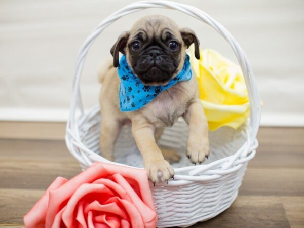 Pug-DOG-Male-Fawn-13468-Petland Wichita, Kansas
