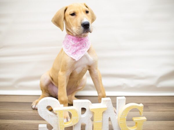 Great Dane-DOG-Female-FAWN-13439-Petland Wichita, Kansas