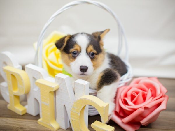 Pembroke Welsh Corgi-DOG-Male-Tri Color-13485-Petland Wichita, Kansas