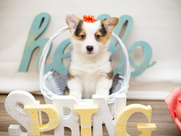 Pembroke Welsh Corgi-DOG-Female-Tri Color (2 Blues Eyes)-13484-Petland Wichita, Kansas