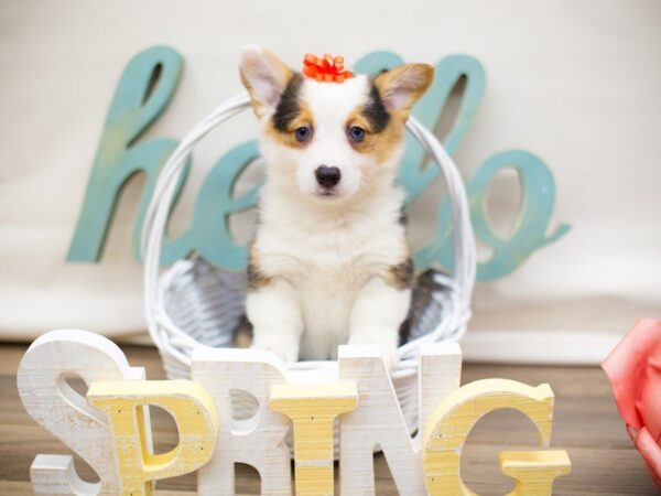 Pembroke Welsh Corgi DOG Female Tri Color (2 Blues Eyes) 13484 Petland Wichita, Kansas