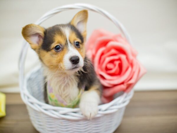 Pembroke Welsh Corgi-DOG-Female-Tri Color-13483-Petland Wichita, Kansas