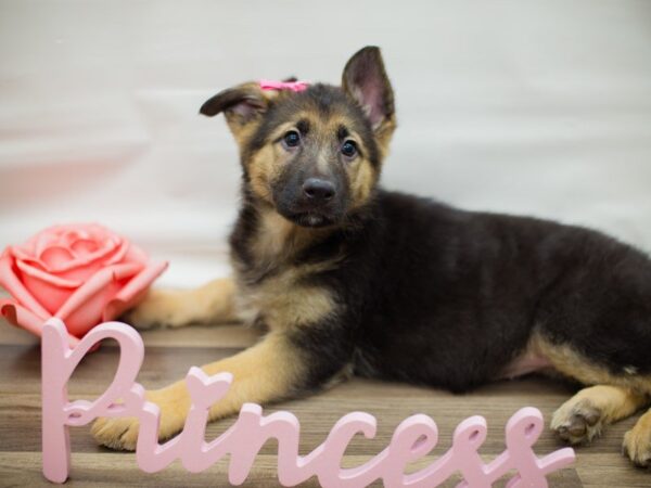 German Shepherd Dog DOG Female Black and Tan 13482 Petland Wichita, Kansas