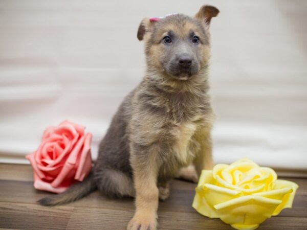 German Shepherd Dog DOG Female Blue and cream 13481 Petland Wichita, Kansas