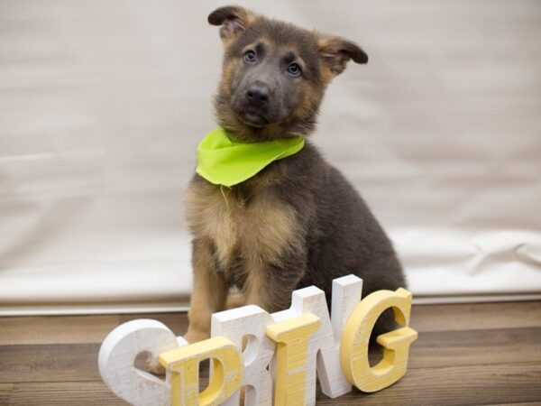 German Shepherd Dog DOG Male Blue and cream 13480 Petland Wichita, Kansas