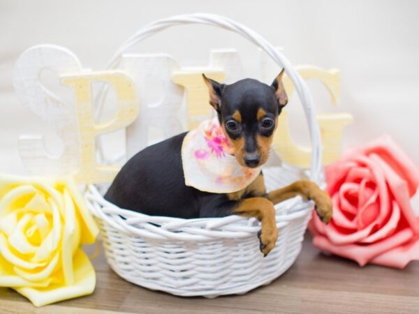 Miniature Pinscher DOG Female BLACK AND TAN 13479 Petland Wichita, Kansas