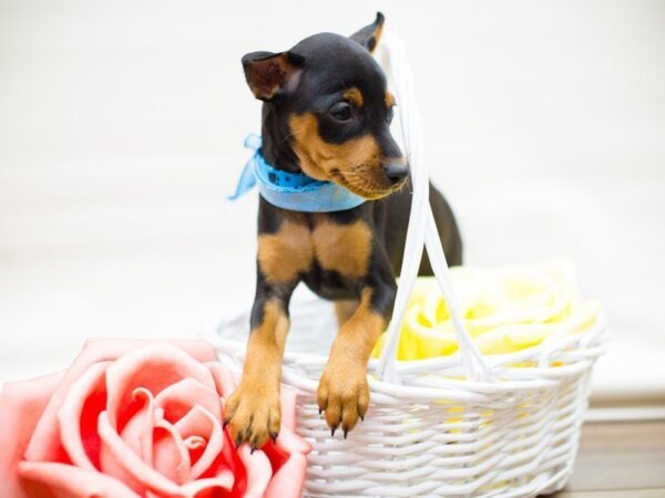 Miniature Pinscher DOG Male BLACK AND TAN 13478 Petland Wichita, Kansas