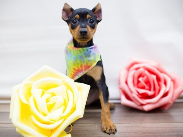 Miniature Pinscher DOG Male BLACK AND TAN 13477 Petland Wichita, Kansas