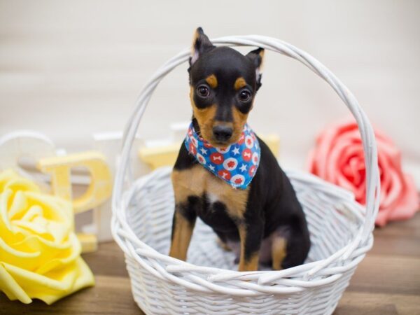 Miniature Pinscher DOG Male BLACK AND TAN 13476 Petland Wichita, Kansas