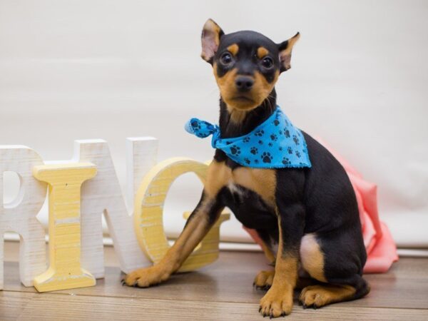 Miniature Pinscher DOG Male Black & Tan 13475 Petland Wichita, Kansas