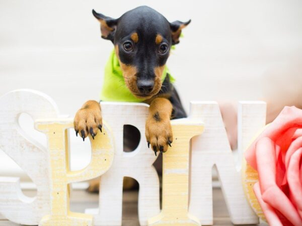 Miniature Pinscher DOG Male Black & Tan 13474 Petland Wichita, Kansas