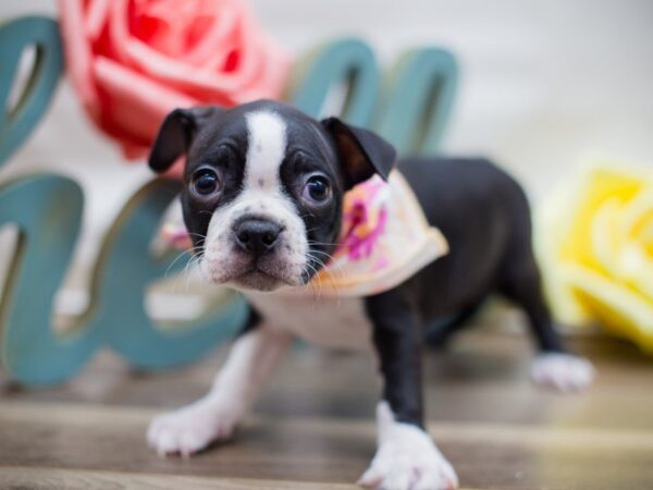 Boston Terrier DOG Female BLACK AND WHITE 13473 Petland Wichita, Kansas