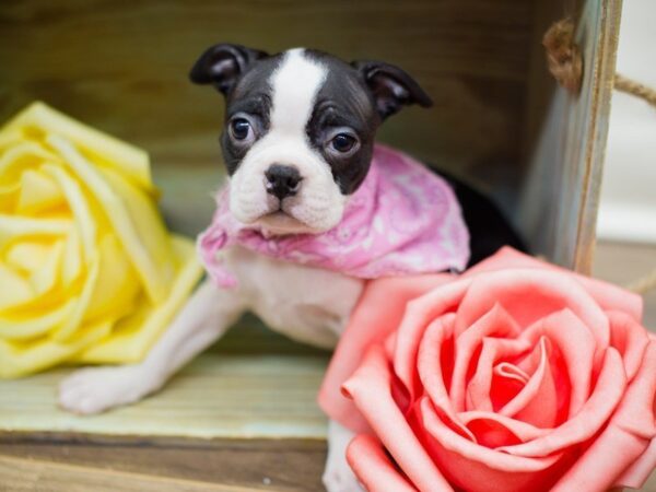 Boston Terrier DOG Female BLACK AND WHITE 13472 Petland Wichita, Kansas