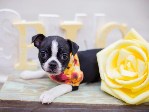 Boston Terrier DOG Female BLACK AND WHITE 13471 Petland Wichita, Kansas