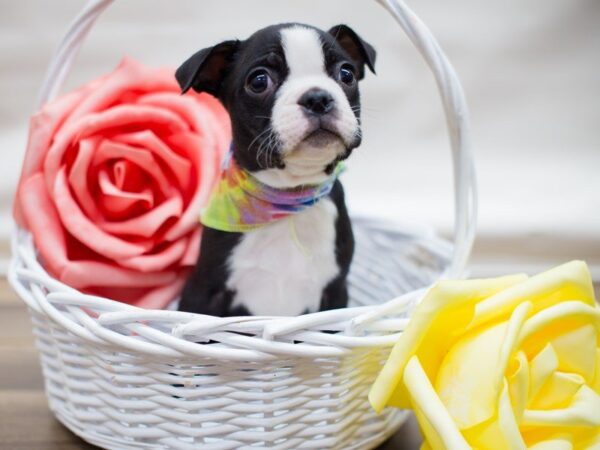 Boston Terrier DOG Male BLACK AND WHITE 13470 Petland Wichita, Kansas