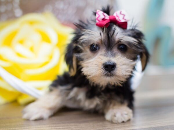 Morkie-DOG-Female-BLACK WHITE PARTI-13532-Petland Wichita, Kansas