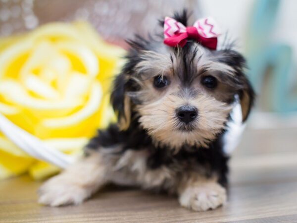 Morkie DOG Female BLACK WHITE PARTI 13532 Petland Wichita, Kansas