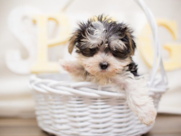 Morkie-DOG-Male-BLACK WHITE PARTI-13533-Petland Wichita, Kansas