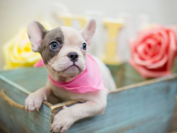 French Bulldog DOG Female White and Blue 13531 Petland Wichita, Kansas