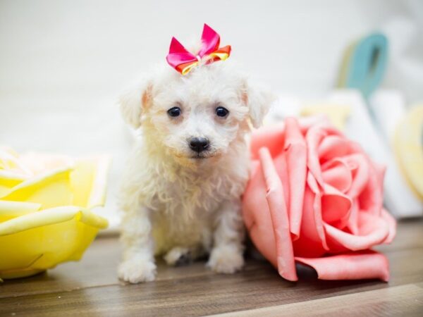 Toy Poochon DOG Female White 13530 Petland Wichita, Kansas