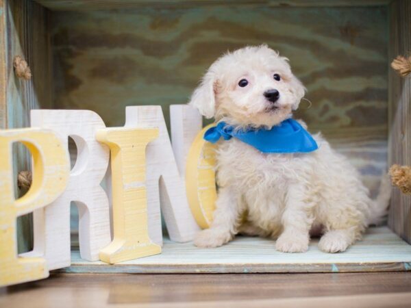 Toy Poochon DOG Male White 13529 Petland Wichita, Kansas