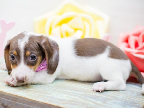 Miniature Dachshund DOG Female Chocolate Piebald 13528 Petland Wichita, Kansas